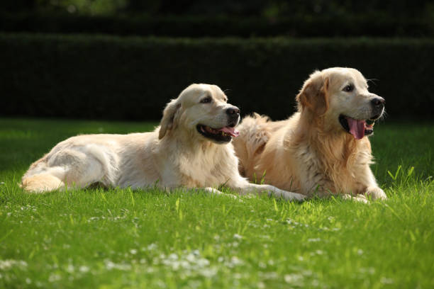 istock Amazing golden retrievers together 1331293691
