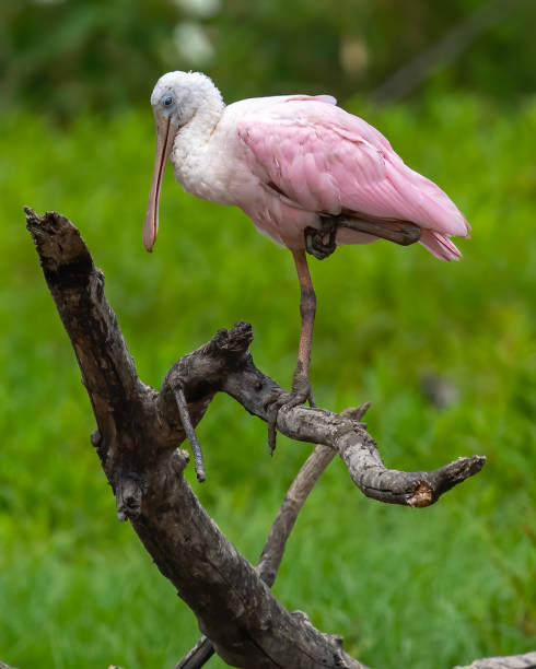 istock Roseate Spoonbill wading bird at Huntley Meadows Park 1331293844