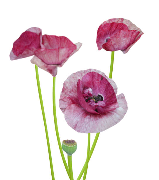 istock Poppy flower branches on white 1331294767
