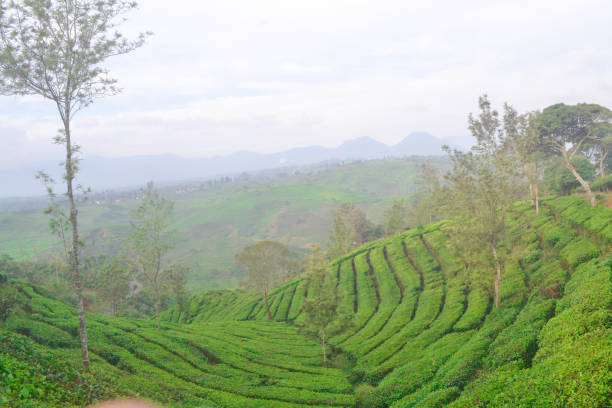 istock green tea garden view 1331294775