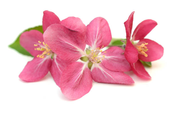 istock A spring pink apple flowers on white 1331294776