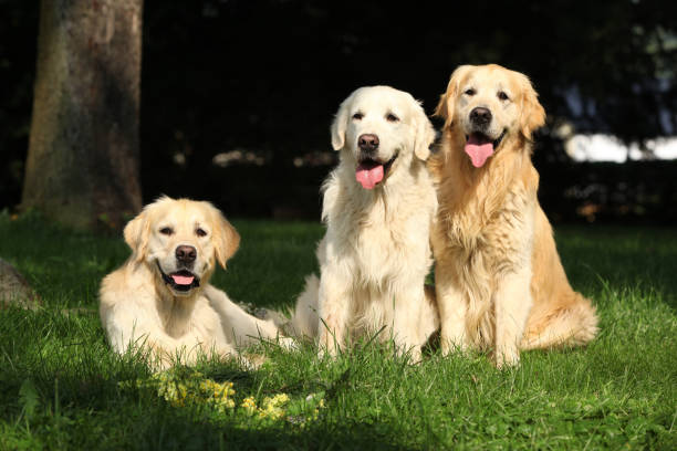 istock Nice golden retrievers lying together 1331294847