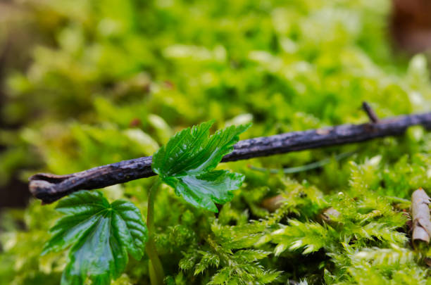 istock little plant on moss 1331294945