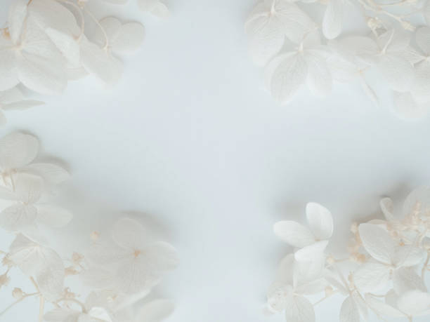 istock Flowers composition. Frame made of white flowers hydrangea on white background. Valentines day, mothers day, womens day concept. Flat lay, top view. 1331294979
