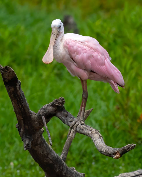 istock Roseate Spoonbill wading bird at Huntley Meadows Park 1331294985