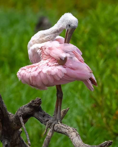 istock Roseate Spoonbill wading bird at Huntley Meadows Park 1331295013