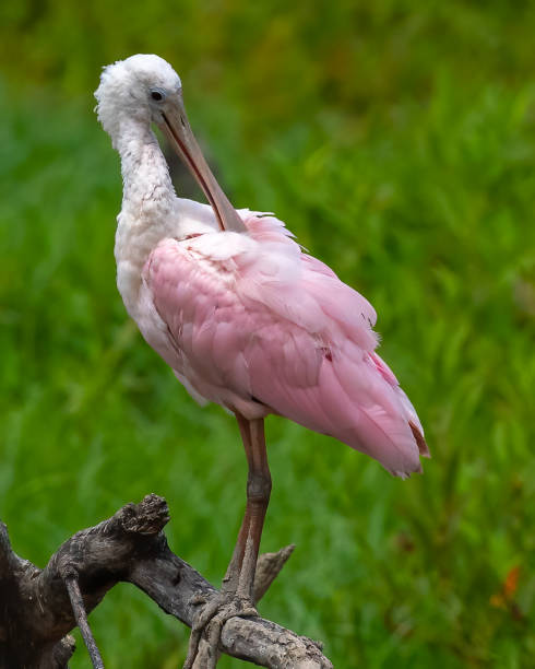 istock Roseate Spoonbill wading bird at Huntley Meadows Park 1331295014