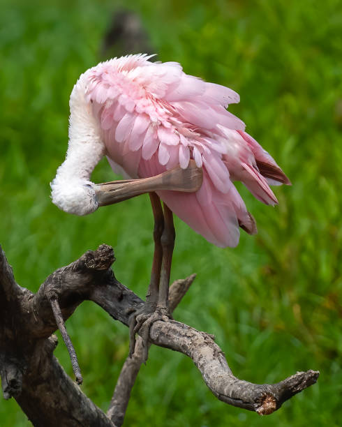 istock Roseate Spoonbill wading bird at Huntley Meadows Park 1331295018