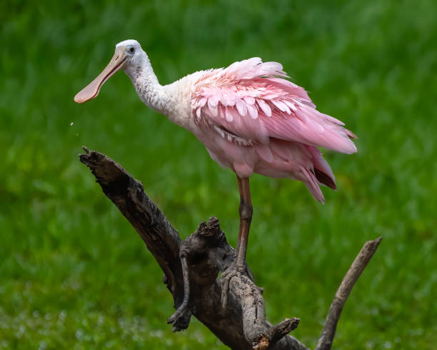 istock Roseate Spoonbill wading bird at Huntley Meadows Park 1331295041