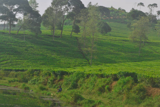 istock green tea garden view 1331295124