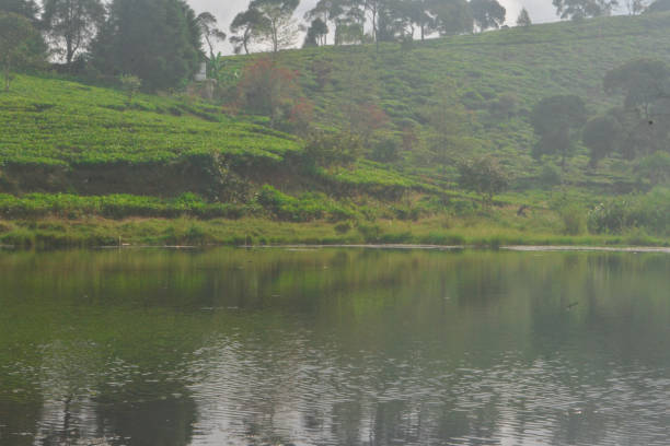 istock green tea garden view 1331295147