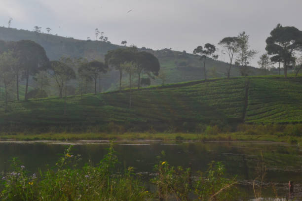 istock green tea garden view 1331295157