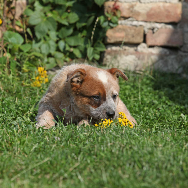 istock Nice Australian Cattle Dog lying on the grass 1331296098