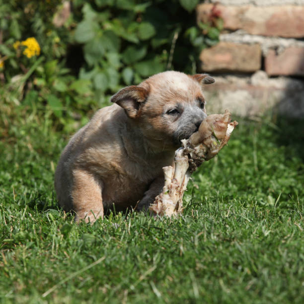 istock Australian Cattle Dog puppy playing 1331296215