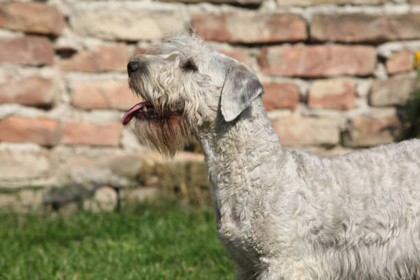 istock Amazing Czech terrier standing on the grass 1331296391