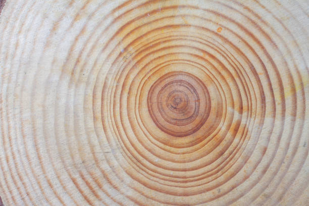 istock Wooden texture background. Brown wood texture, old wood texture for add text or work design for backdrop product. 1331296670