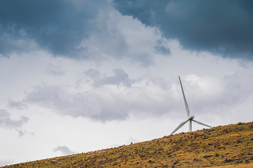 A Group Of Sheep On The Grassland Under The Wind Turbine