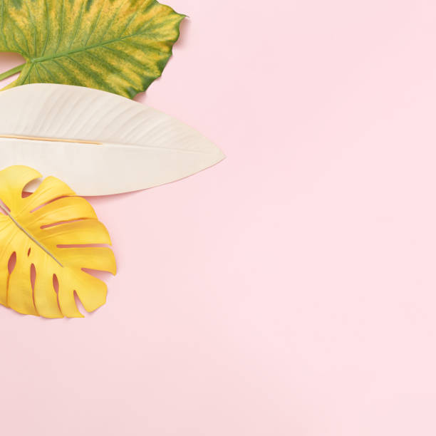 istock Colorful exotic leaves on a pastel pink background. Minimal tropical layout with copy space. Flat lay. 1331300090