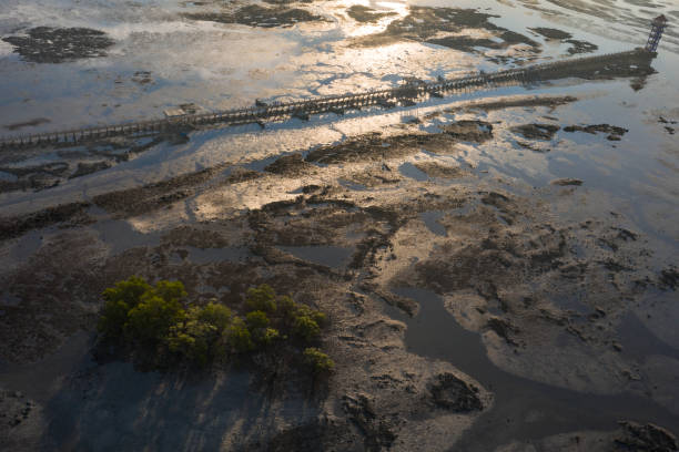 imagem de drone olhando para baixo na borda do manguezal no lago - water surface standing water waters edge water - fotografias e filmes do acervo