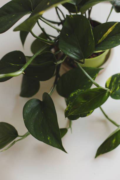 istock decorative indoor plant with big green leaves on white background 1331301085