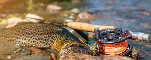 istock Beautiful brook trout caught during fly fishing. 1331302490