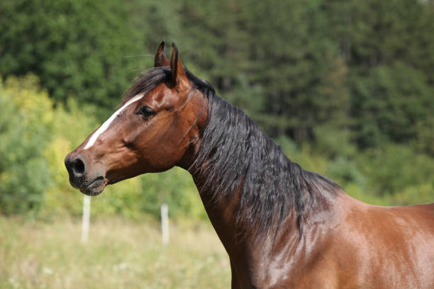 istock Amazing horse with nice mane on pasturage 1331302777