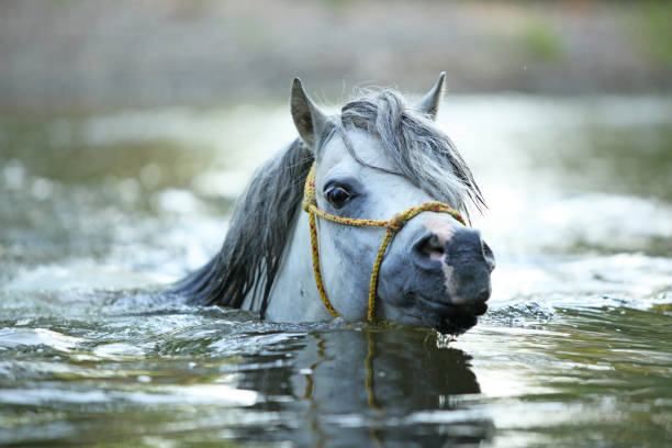 istock Gorgeous stallion swimming in river 1331303765