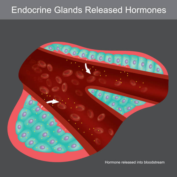 istock Exocrine Glands Secrete Hormones. Illustration showing cross section for learning exocrine glands human.