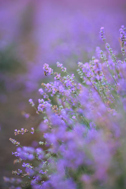 istock Purple patches in blooming lavender field. 1331304205