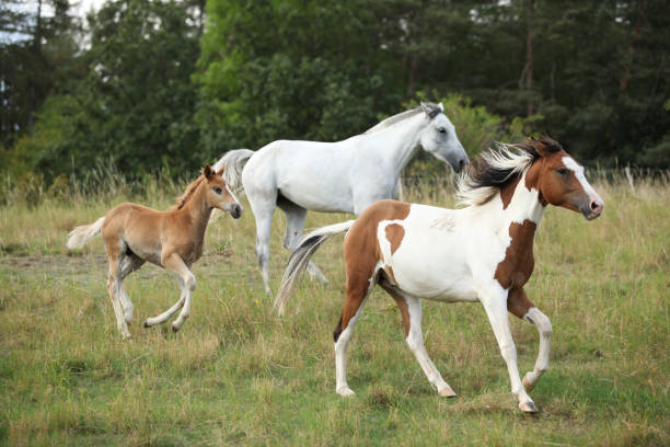 istock Batch of horses running on pasturage 1331304464