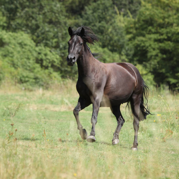 istock Running pony on pasturage 1331305133