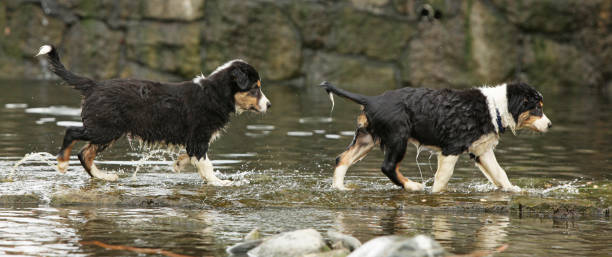 istock Adorable puppies moving in water 1331305347