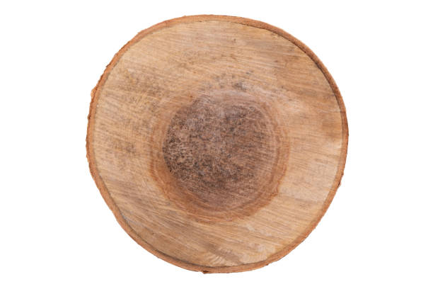 istock Top view: dark and large birch cut isolated on white. 1331306841
