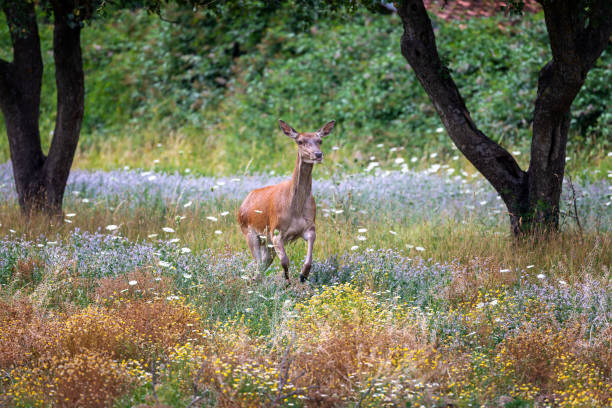 istock Female deer in the flowery meadow. 1331306879
