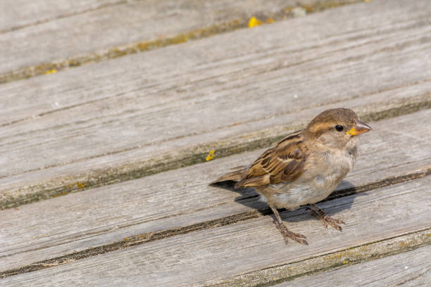 istock Sparrow sits on the wooden planks 1331308259