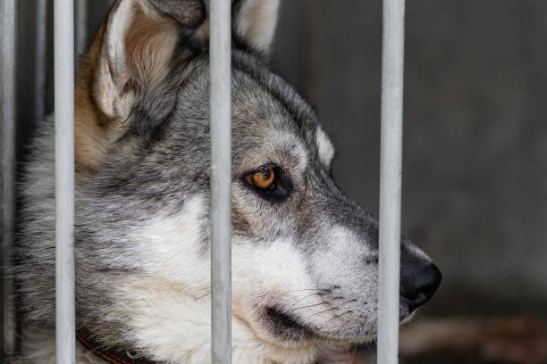 istock Portrait of a mongrel sitting behind a grid in a cage or aviary close-up on a blurred background. Close-up of a dog sitting behind bars in a dog shelter for homeless animals. 1331308496