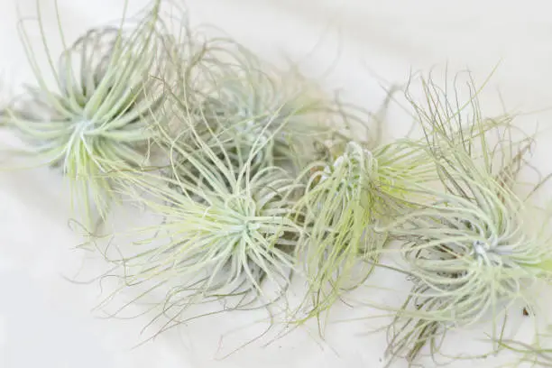 Photo of Tillandsia air plants on a white background