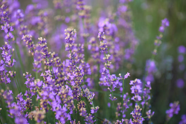 istock Purple patches in blooming lavender field. 1331309786
