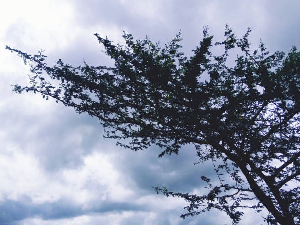 The tree of acacia farnasiana