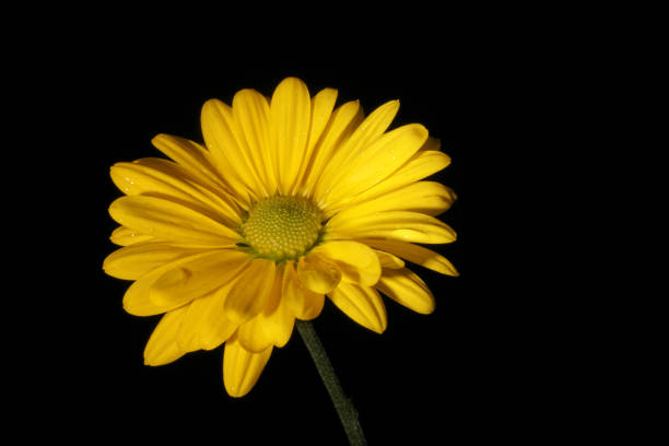 istock Yellow daisy on black background with space to write 1331310431