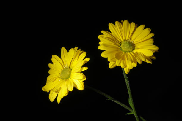 istock Two yellow daisies on black background with space to write 1331310467