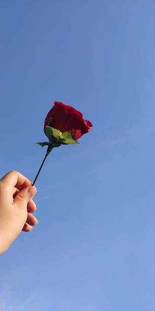 istock Red Rose In Blue Sky 1331310692