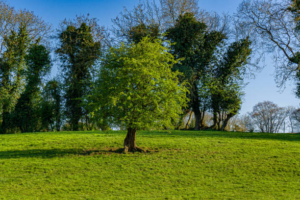 istock A hawthorn tree in the middle of a sloping field 1331310737