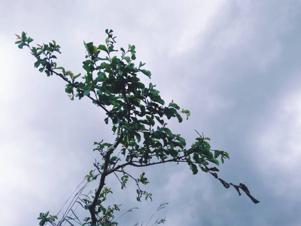 A plant in the sky view