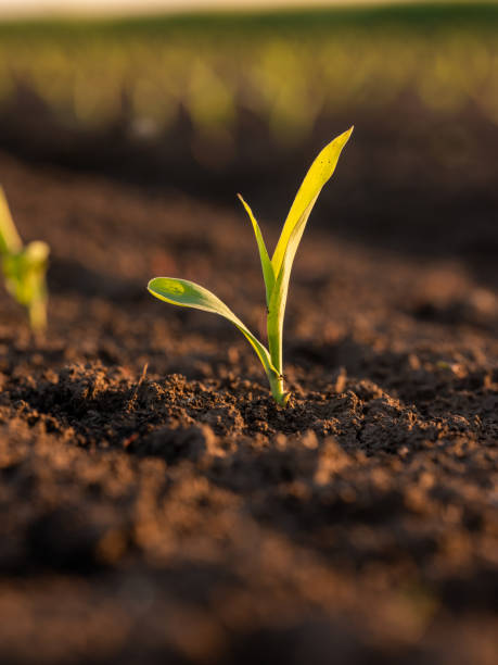 istock Green corn maize plants on a field. Agricultural landscape. 1331310903
