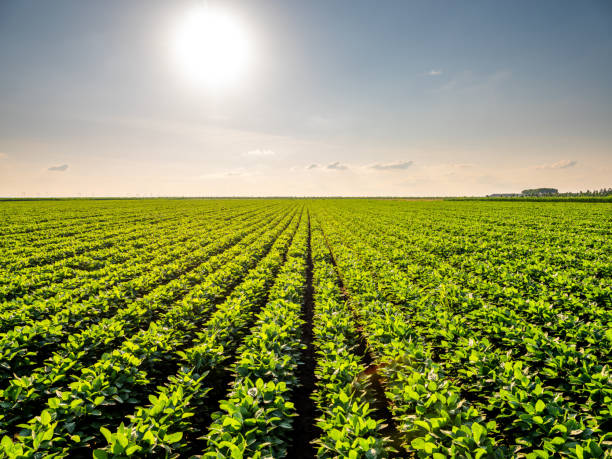 istock Green ripening soybean field. 1331311583