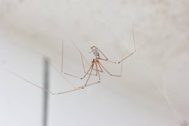 istock Long legged common spider making web in a household bathroom close up macro shot, no people 1331312313