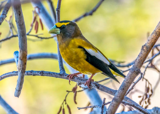 Evening grosbeak at Lassen Volcanic National Park during the spring migration.