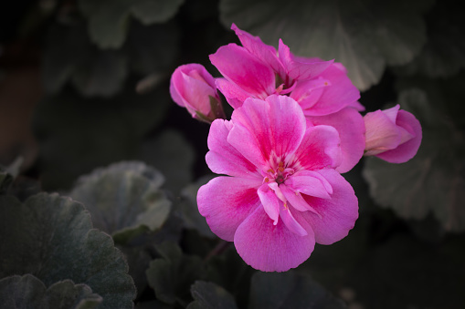 Close-up of pink potted common geranium growing in home garden with green leaves in moody tones. Empty space for text