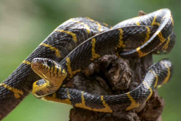 istock Boiga dendrophilia in offensive mode 1331317691